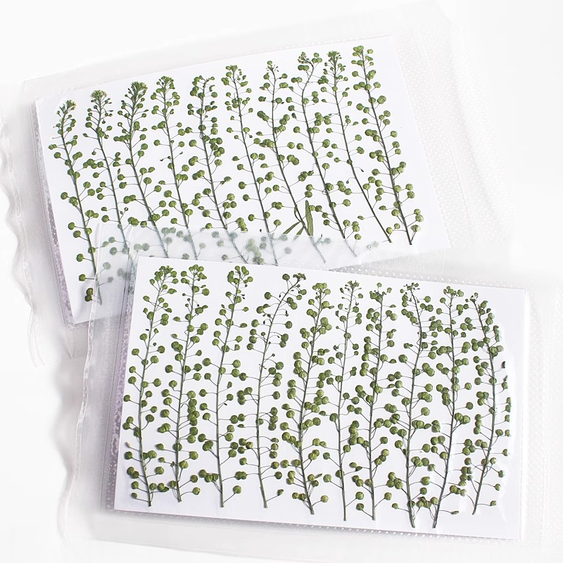 Natural Color Green Bell Grass - đánh giá và giá Resin Art Baby