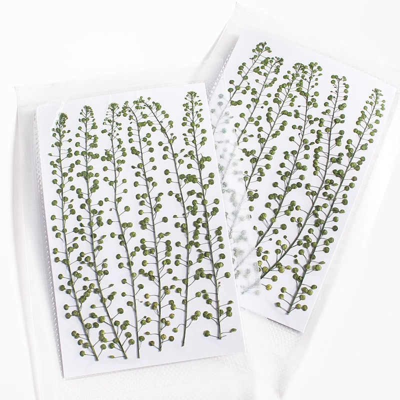Natural Color Green Bell Grass - đánh giá và giá Resin Art Baby