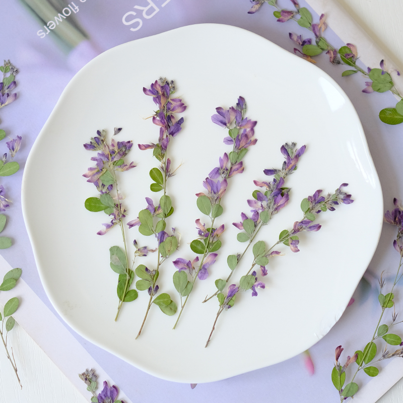 6pcs,nature Lespedeza Formosa  - đánh giá và giá Resin Art Baby