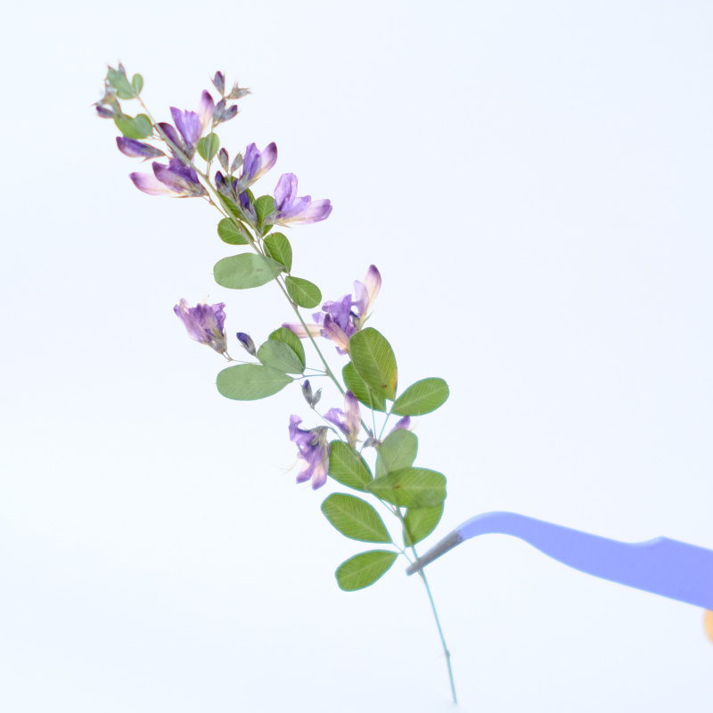 6pcs,nature Lespedeza Formosa  - đánh giá và giá Resin Art Baby