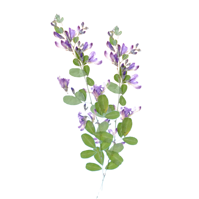 6pcs,nature Lespedeza Formosa  - đánh giá và giá Resin Art Baby