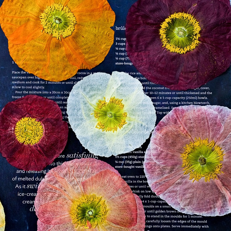 1pcs,Nature Field Poppy Presse - đánh giá và giá Resin Art Baby