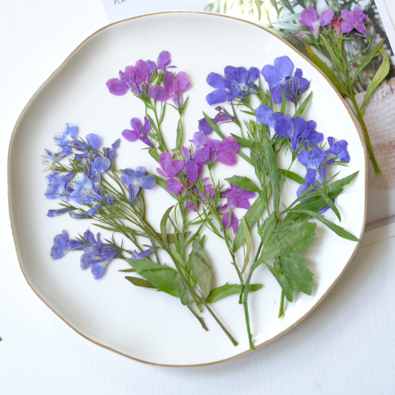 6pcs/8-13cm,nature Lobelia Eri - đánh giá và giá Resin Art Baby