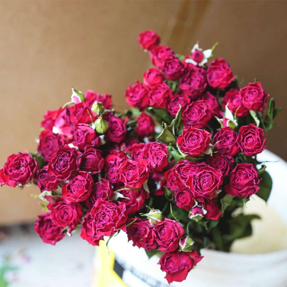 Natural Preserved Dried Rose F - đánh giá và giá Resin Art Rose