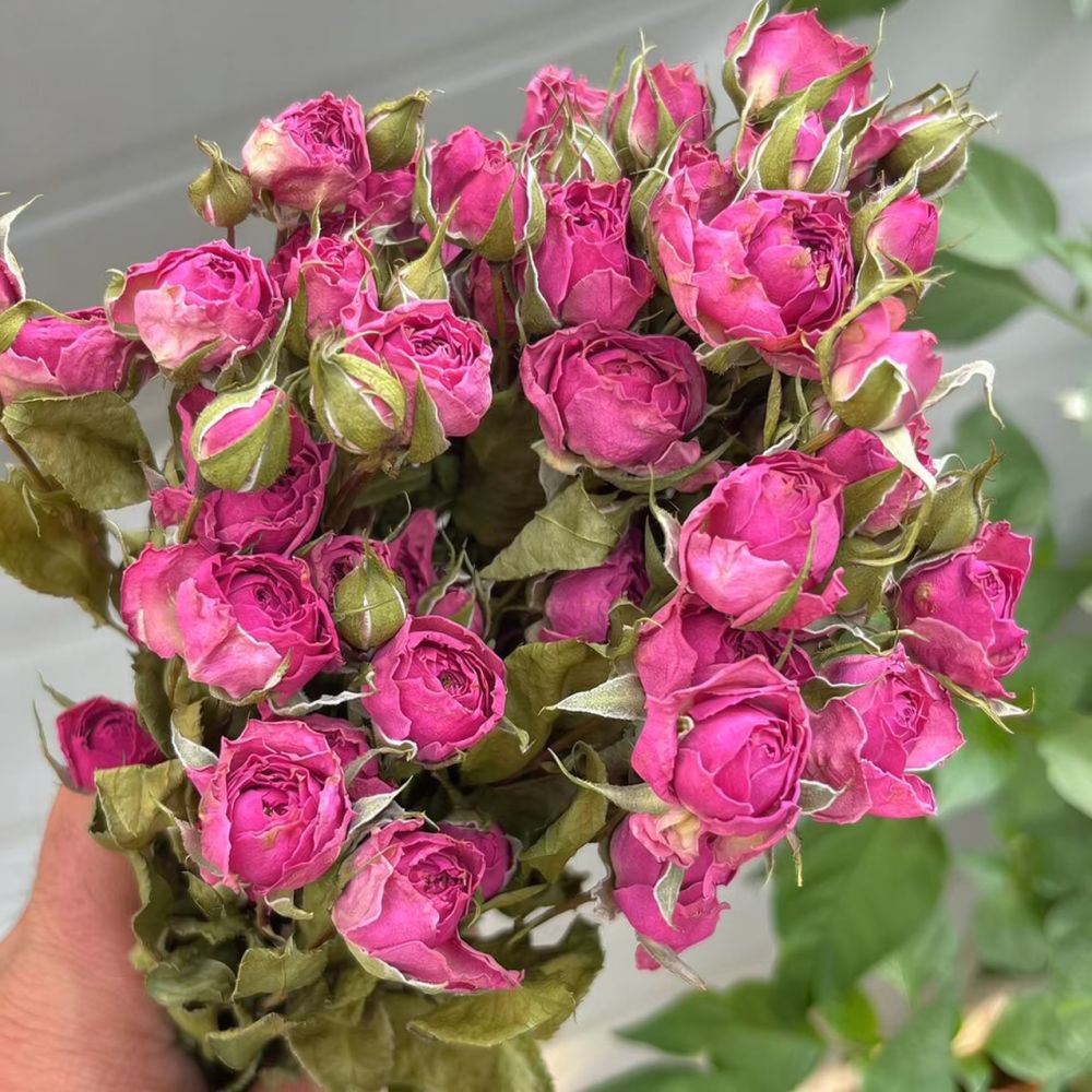 Natural Preserved Dried Rose F - đánh giá và giá Resin Art Rose