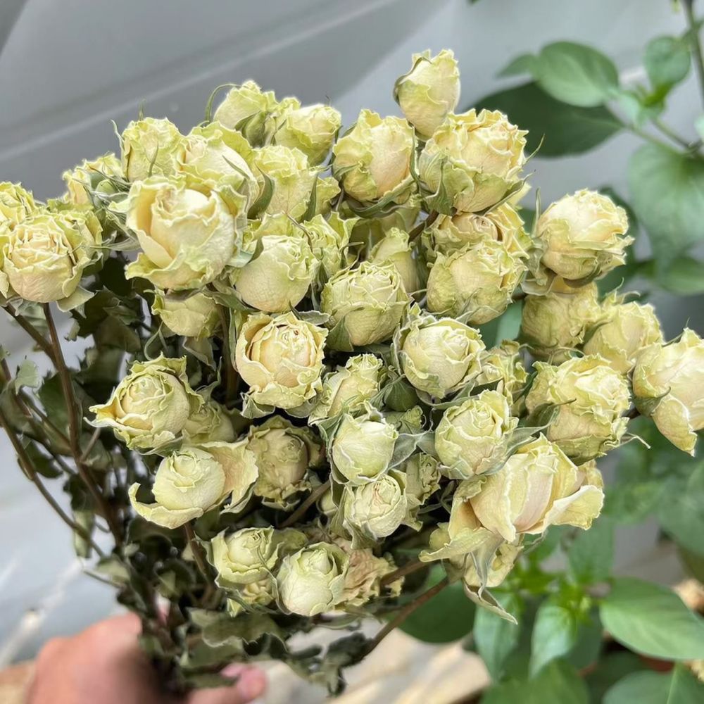 Natural Preserved Dried Rose F - đánh giá và giá Resin Art Rose