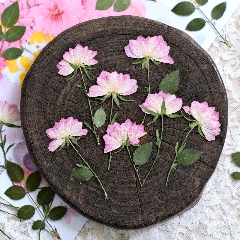 12pcs,Real Dried Pressed Flowe - đánh giá và giá Resin Art Baby