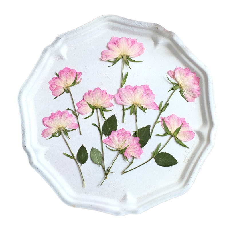 12pcs,Real Dried Pressed Flowe - đánh giá và giá Resin Art Baby